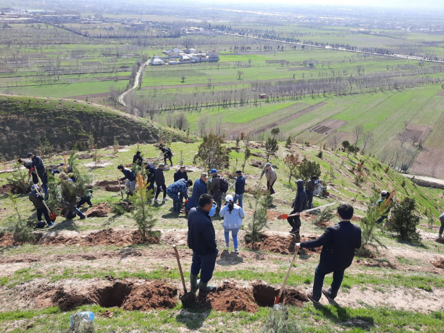 A planting seedlings on the Dushanbe-Vahdat highway