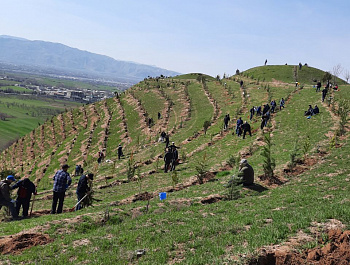 A planting seedlings on the Dushanbe-Vahdat highway