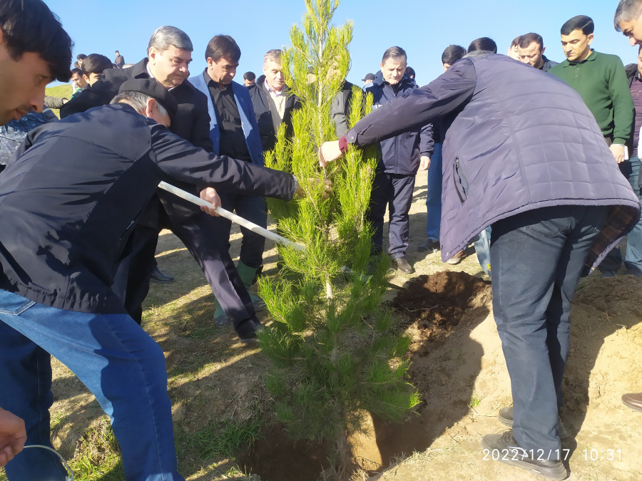 Маъракаи ниҳолшинонӣ дар шафати шоҳроҳи Душанбе-Ваҳдат